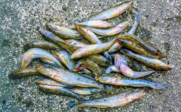 「楠漁港のハゼ釣りで15cm頭に30匹　追い食い狙いダブルヒットが爽快」の画像