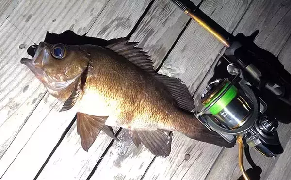 「シーズン序盤のメバリング入門【水温ごとの釣り方を解説】適水温ならば表層狙いでOK」の画像