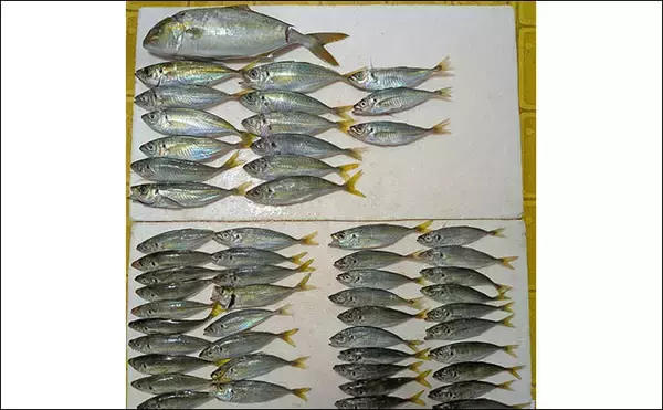 「安乗釣センターのカカリ釣りでマアジ連発！【三重】泳がせ釣りでは40cmシオがヒット」の画像