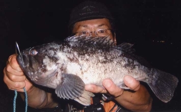 ウキ釣りで33cmモンスタークロソイ手中【三重・石原産業前】不調エリアからの移動が大正解