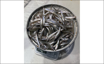 「シーズン序盤から絶好調！」入鹿池でのワカサギ釣りで528匹と豊漁【愛知】