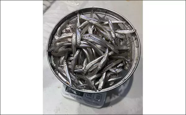 「シーズン序盤から絶好調！」入鹿池でのワカサギ釣りで528匹と豊漁【愛知】