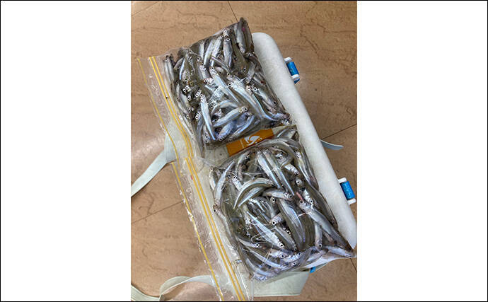 「シーズン序盤から絶好調！」入鹿池でのワカサギ釣りで528匹と豊漁【愛知】