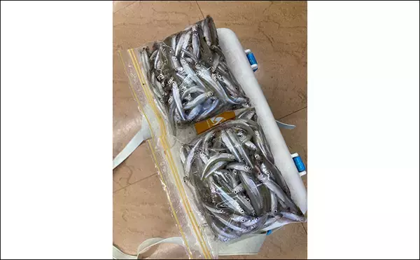 「「シーズン序盤から絶好調！」入鹿池でのワカサギ釣りで528匹と豊漁【愛知】」の画像