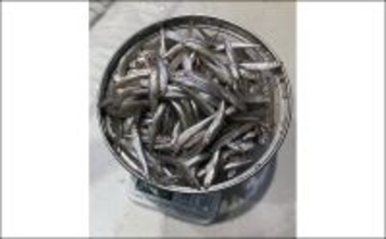 「シーズン序盤から絶好調！」入鹿池でのワカサギ釣りで528匹と豊漁【愛知】