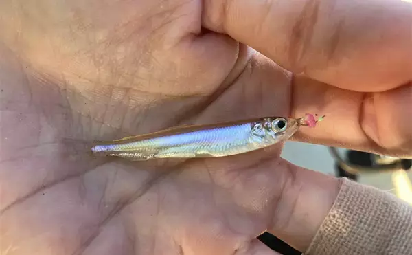 「「シーズン序盤から絶好調！」入鹿池でのワカサギ釣りで528匹と豊漁【愛知】」の画像