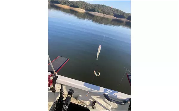 「「シーズン序盤から絶好調！」入鹿池でのワカサギ釣りで528匹と豊漁【愛知】」の画像