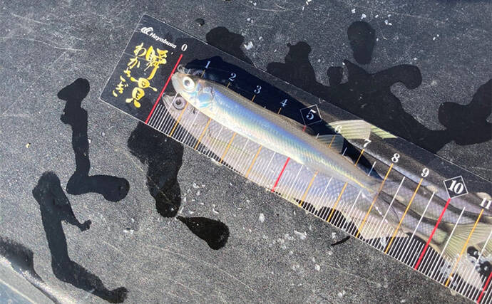 「シーズン序盤から絶好調！」入鹿池でのワカサギ釣りで528匹と豊漁【愛知】