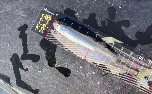 「「シーズン序盤から絶好調！」入鹿池でのワカサギ釣りで528匹と豊漁【愛知】」の画像