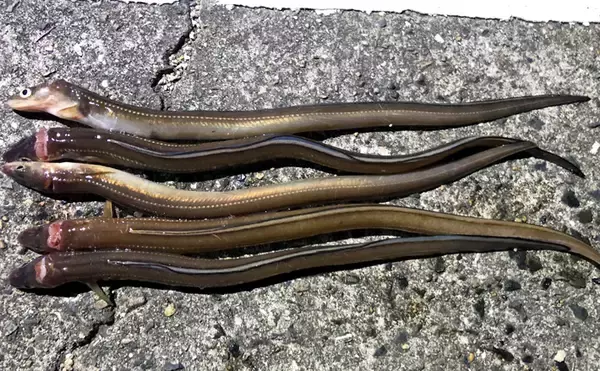 「冬は陸っぱりアナゴ釣りの季節！」 用意しておきたいブッコミ釣り用のエサ4選