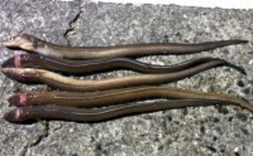 「冬は陸っぱりアナゴ釣りの季節！」 用意しておきたいブッコミ釣り用のエサ4選