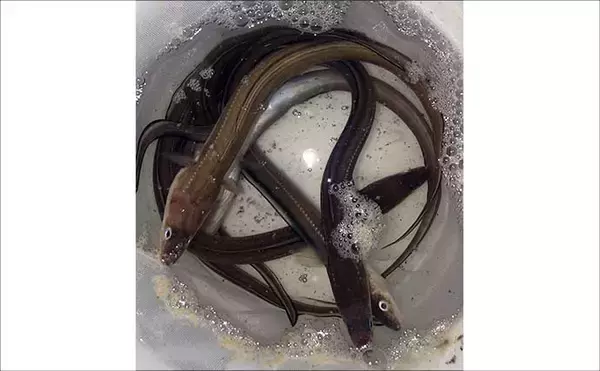 「「冬は陸っぱりアナゴ釣りの季節！」 用意しておきたいブッコミ釣り用のエサ4選」の画像