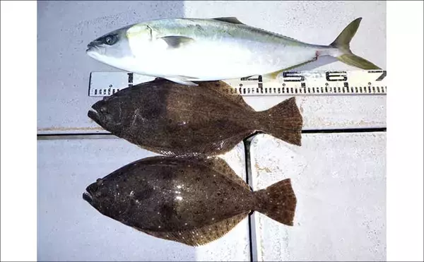 「底物五目釣りでレア魚『カケハシハタ』が浮上！【船のエサ釣り最新情報／愛知・静岡】」の画像