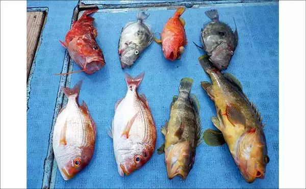 「底物五目釣りでレア魚『カケハシハタ』が浮上！【船のエサ釣り最新情報／愛知・静岡】」の画像