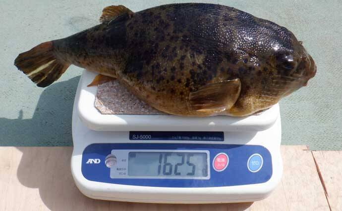 底物五目釣りでレア魚『カケハシハタ』が浮上！【船のエサ釣り最新情報／愛知・静岡】