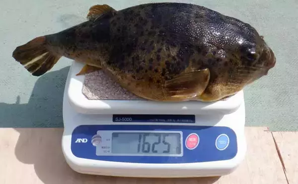 「底物五目釣りでレア魚『カケハシハタ』が浮上！【船のエサ釣り最新情報／愛知・静岡】」の画像