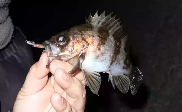 「アジ・メバルの食い渋りに抜群の効果！」 マイクロテンヤの宙釣りってどんな釣り？