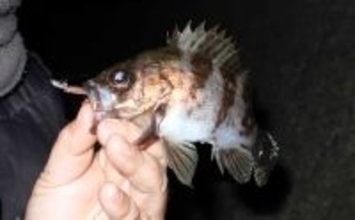 「アジ・メバルの食い渋りに抜群の効果！」 マイクロテンヤの宙釣りってどんな釣り？