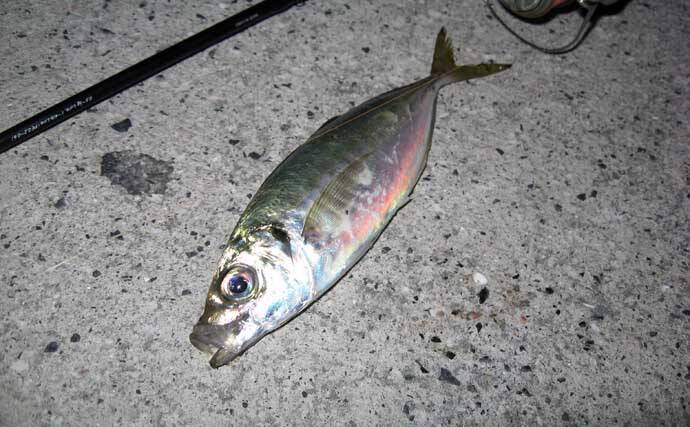 「アジ・メバルの食い渋りに抜群の効果！」 マイクロテンヤの宙釣りってどんな釣り？