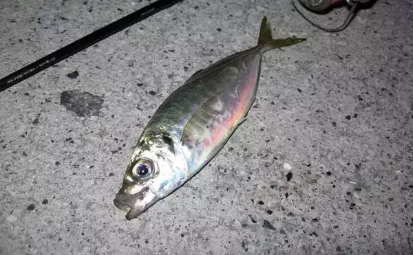 「「アジ・メバルの食い渋りに抜群の効果！」 マイクロテンヤの宙釣りってどんな釣り？」の画像