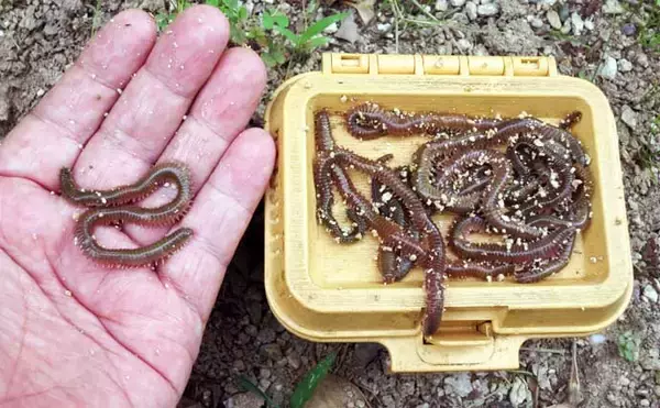 「「アジ・メバルの食い渋りに抜群の効果！」 マイクロテンヤの宙釣りってどんな釣り？」の画像