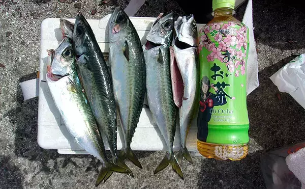 「50cm級大サバを狙う！」 武庫川一文字のサビキ釣りで本命サバヒットも型に不満【兵庫】