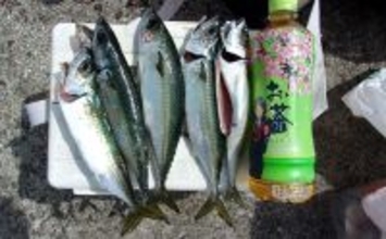 「50cm級大サバを狙う！」 武庫川一文字のサビキ釣りで本命サバヒットも型に不満【兵庫】
