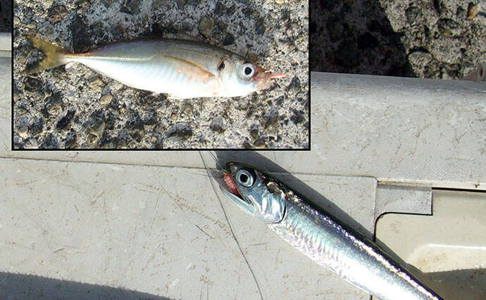 「50cm級大サバを狙う！」 武庫川一文字のサビキ釣りで本命サバヒットも型に不満【兵庫】