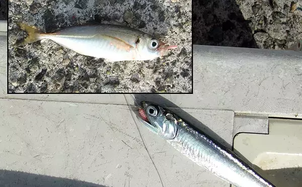 「「50cm級大サバを狙う！」 武庫川一文字のサビキ釣りで本命サバヒットも型に不満【兵庫】」の画像