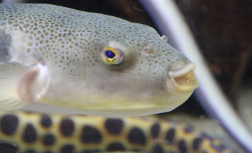 北海道の羅臼でフグが記録的豊漁！ 高級魚が獲れているのに儲からない意外な理由とは？