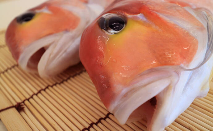 北陸新幹線延伸で注目される【福井県の美味いブランド魚介】