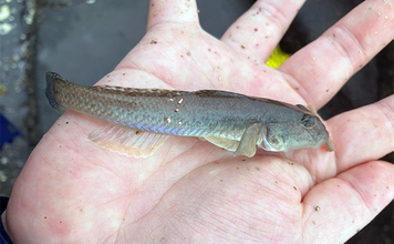 「雨で釣り場が貸切状態！」江戸川放水路のチョイ投げ釣りでハゼ137匹手中【千葉】