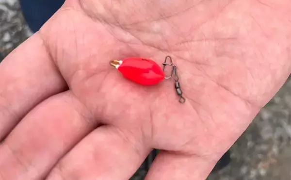 「「雨で釣り場が貸切状態！」江戸川放水路のチョイ投げ釣りでハゼ137匹手中【千葉】」の画像