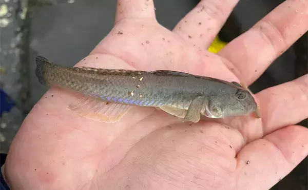 「「雨で釣り場が貸切状態！」江戸川放水路のチョイ投げ釣りでハゼ137匹手中【千葉】」の画像