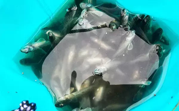 「「雨で釣り場が貸切状態！」江戸川放水路のチョイ投げ釣りでハゼ137匹手中【千葉】」の画像