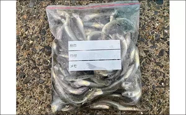 「「雨で釣り場が貸切状態！」江戸川放水路のチョイ投げ釣りでハゼ137匹手中【千葉】」の画像