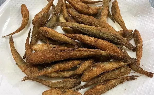 「「雨で釣り場が貸切状態！」江戸川放水路のチョイ投げ釣りでハゼ137匹手中【千葉】」の画像