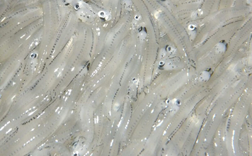 「シラス」と「ちりめんじゃこ」は何が違う？　それぞれの味わいと活用方法を紹介