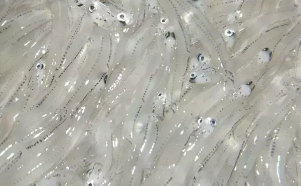 「シラス」と「ちりめんじゃこ」は何が違う？　それぞれの味わいと活用方法を紹介