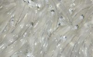 「シラス」と「ちりめんじゃこ」は何が違う？　それぞれの味わいと活用方法を紹介