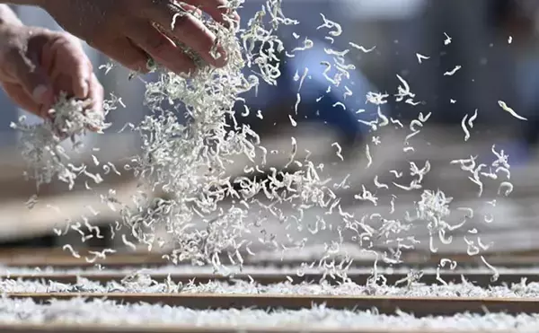 「「シラス」と「ちりめんじゃこ」は何が違う？　それぞれの味わいと活用方法を紹介」の画像