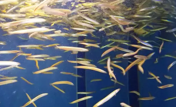 「大トロより高い？！」 東播磨の故郷の味『イカナゴのくぎ煮』は今年も超高価