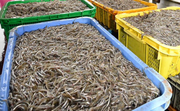 「大トロより高い？！」 東播磨の故郷の味『イカナゴのくぎ煮』は今年も超高価