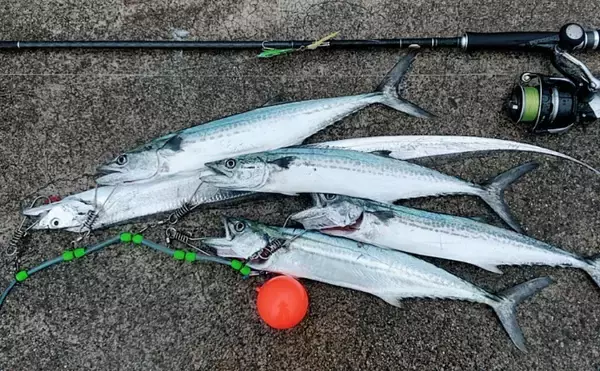 「「大トロより高い？！」 東播磨の故郷の味『イカナゴのくぎ煮』は今年も超高価」の画像