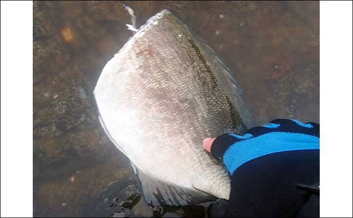 釣りのゲスト魚レシピ イスズミのたたき 美味な時期は冬に限定 22年3月1日 エキサイトニュース