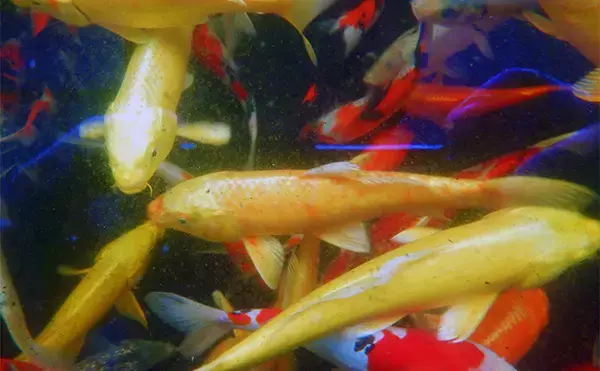 「キンギョ＆コイのつり堀で109尾の大爆釣【おかべ農園】抜群の魚影の濃さを満喫」の画像