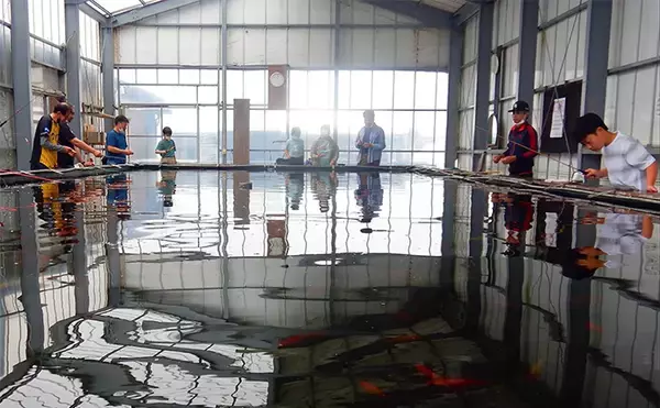 「キンギョ＆コイのつり堀で109尾の大爆釣【おかべ農園】抜群の魚影の濃さを満喫」の画像