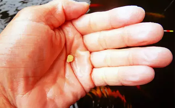 「キンギョ＆コイのつり堀で109尾の大爆釣【おかべ農園】抜群の魚影の濃さを満喫」の画像