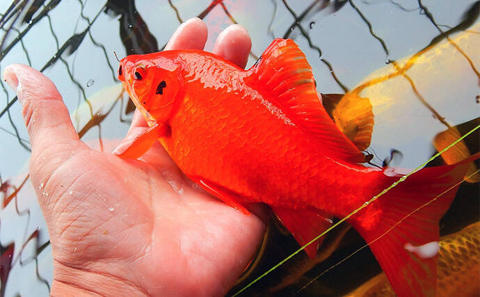 キンギョ＆コイのつり堀で109尾の大爆釣【おかべ農園】抜群の魚影の濃さを満喫