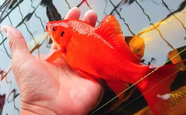 「キンギョ＆コイのつり堀で109尾の大爆釣【おかべ農園】抜群の魚影の濃さを満喫」の画像